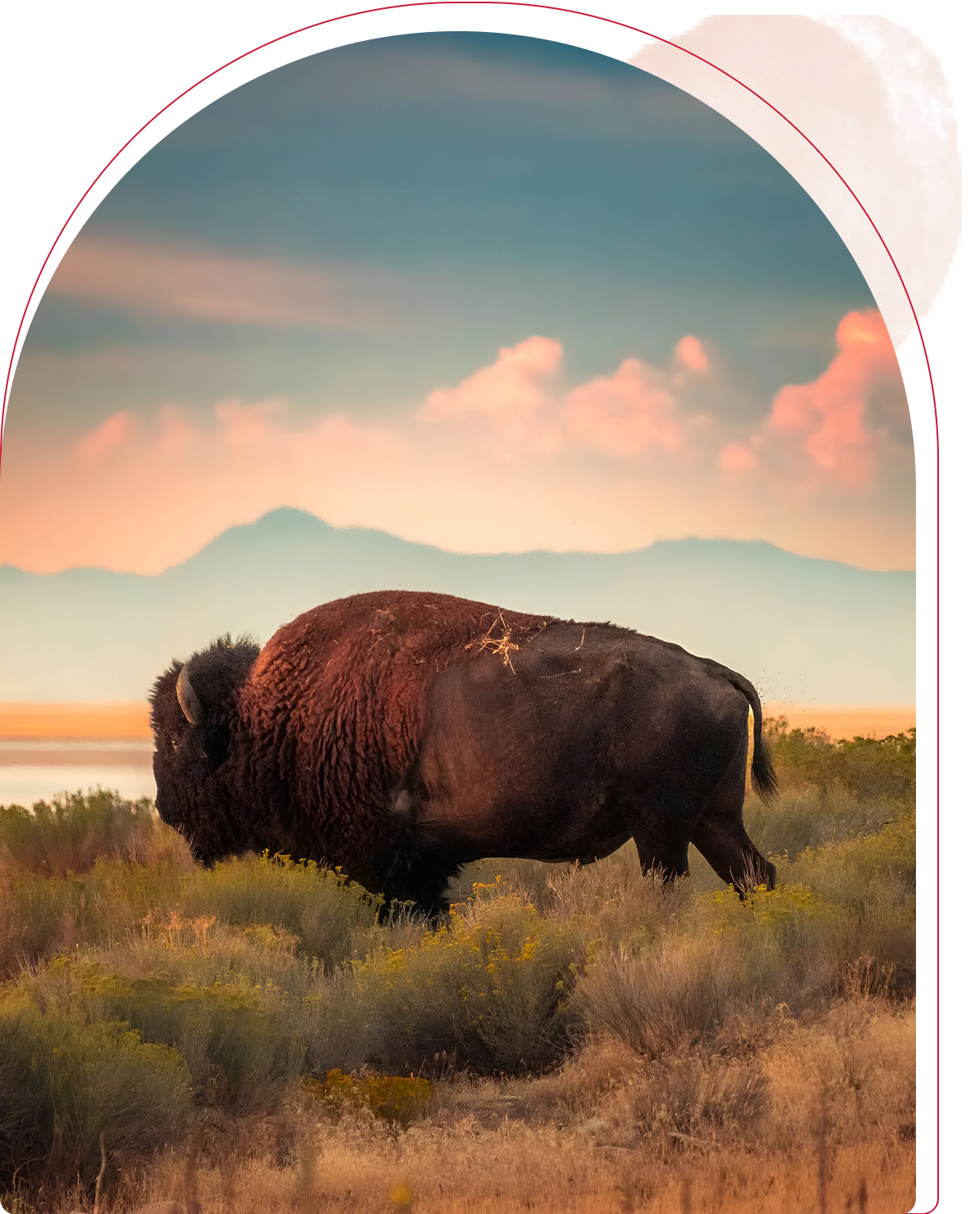 A bison grazes in a grassy plain under a pastel sky.