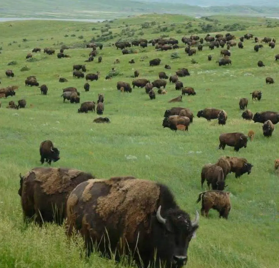 A large herd of bison grazing on a green plain.