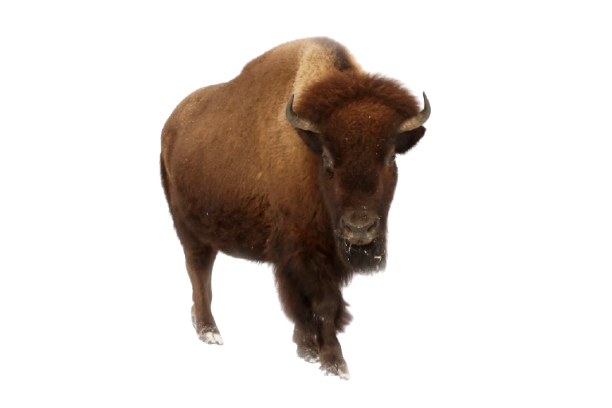 A solitary bison walking forward with a brown coat.