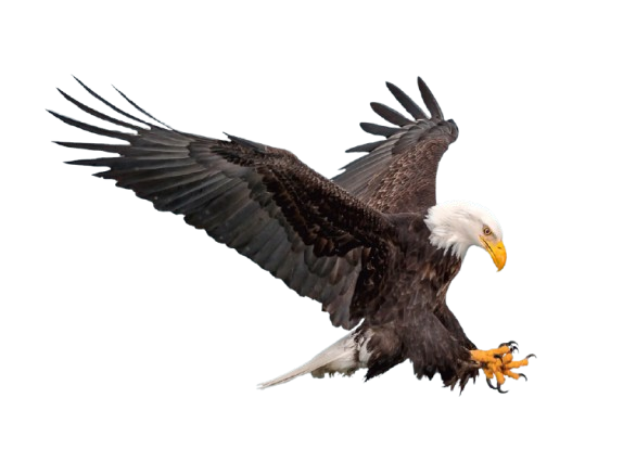 A bald eagle spreading its wings mid-flight.