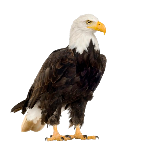 A bald eagle standing with white head and dark feathers.
