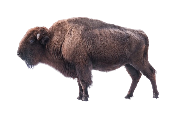 A large bison standing and facing left.