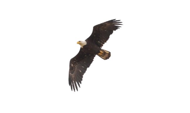 A bald eagle soars with wings spread wide against a gray sky.