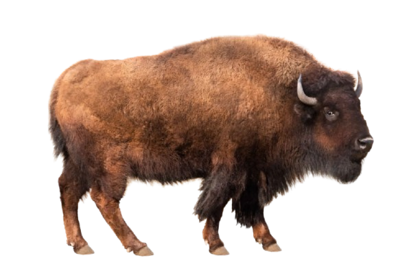 A large brown bison walking.