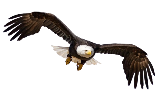 A bald eagle in mid-flight with wings fully spread.