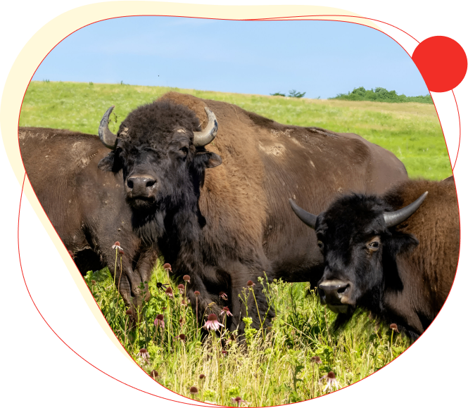 Two bison resting and standing in a grassy field.