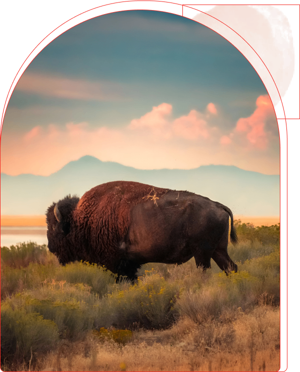 A lone bison stands in a grassy field with mountains and a colorful sky behind.