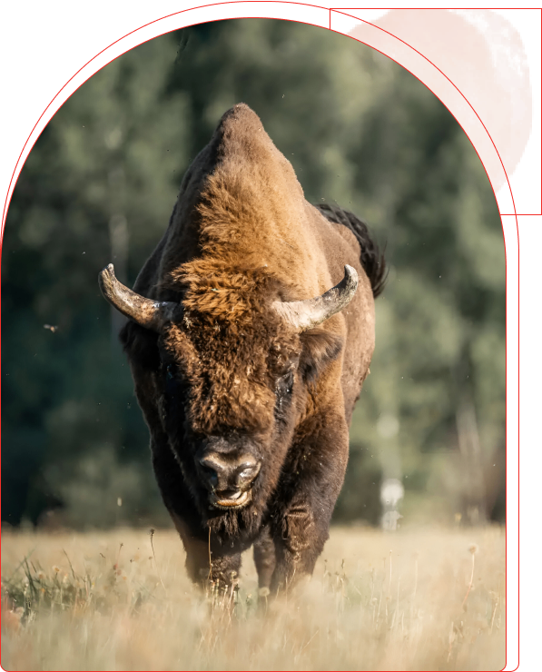 A bison charging forward in a natural setting.