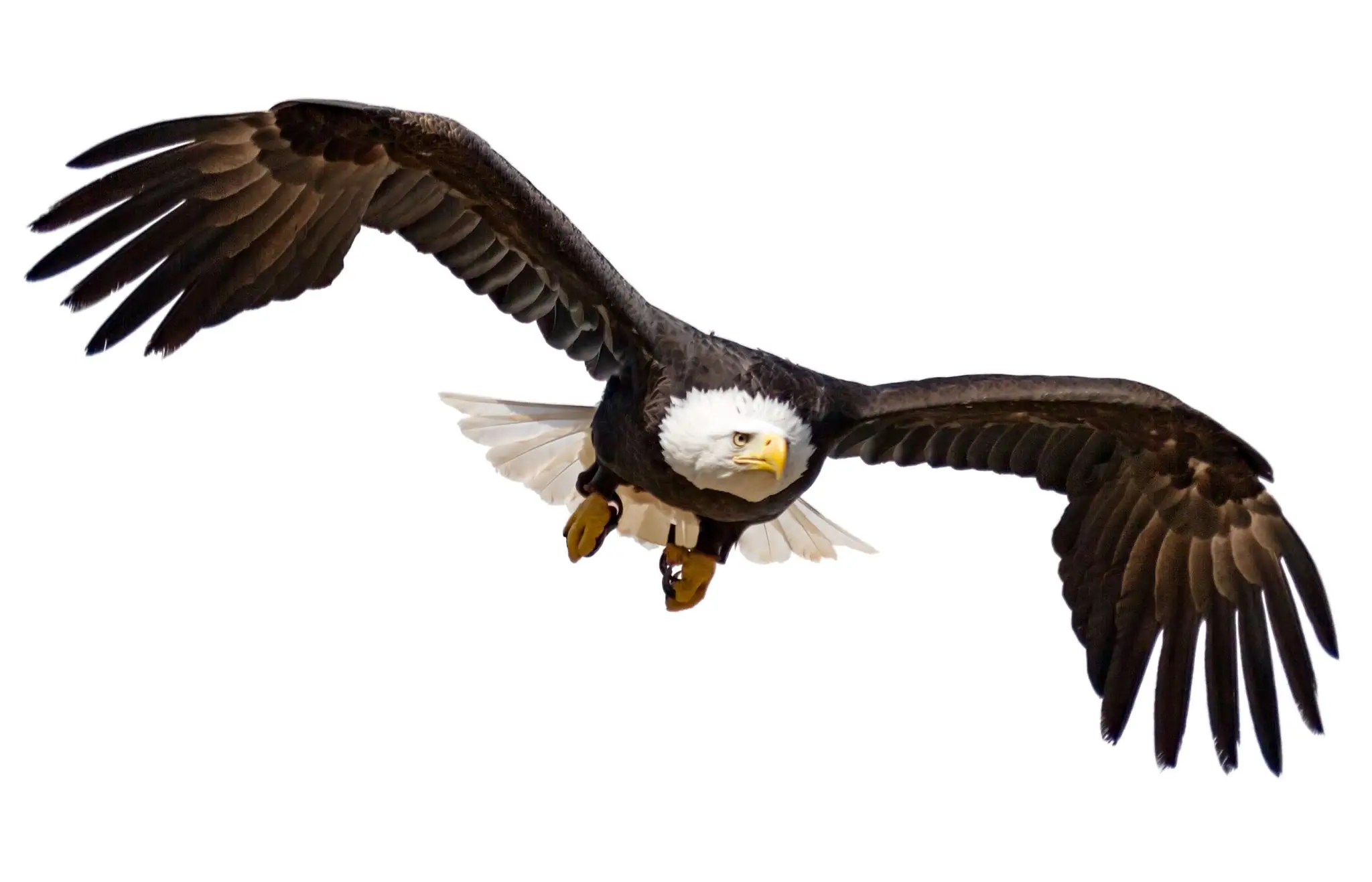 A bald eagle soaring with wings spread wide against a white background.